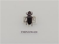 藏品(艷細身赤鍬形蟲)的圖片